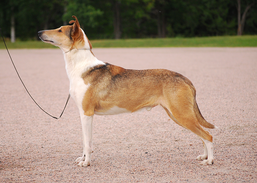 lifedreammissionarymanjtarksuvilehto