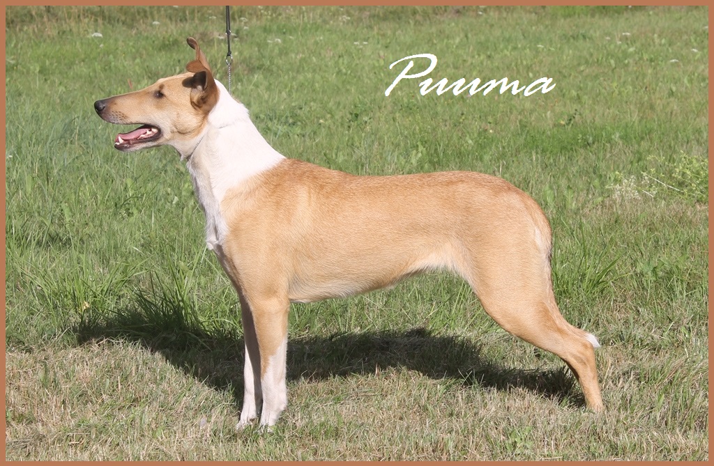 Puuma 1,5 years