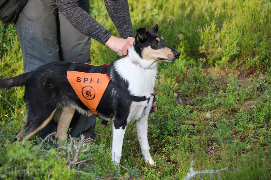 Piikulaisen pentublogi: lomaillen&nbsp;heinäkuussa