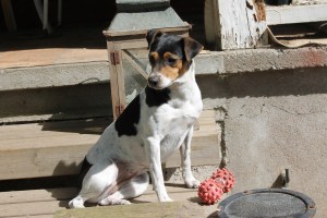 Brashill Joia "Missy" 3 vuoden iässä