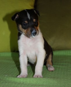 Odessa - alustavasti varattu