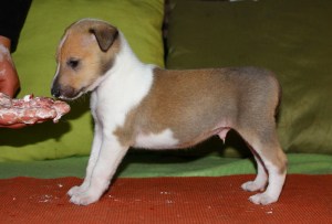 Lifedream Obscure Obsession "Odin" - VAPAA!!