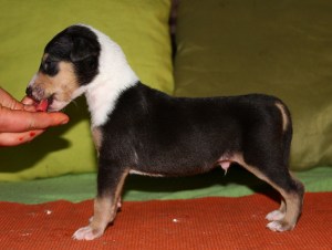 Lifedream Over The Obstacles "Oliver"