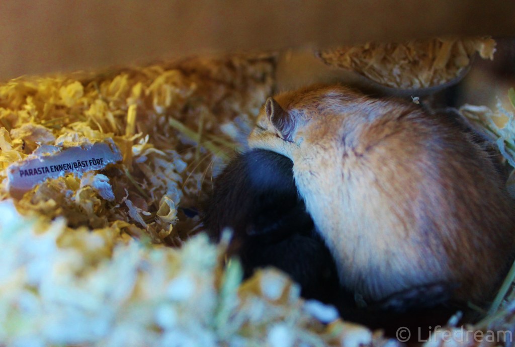 Jax ja Opie ovat sitä mieltä, ettei ystävyydellä ole parasta ennen päivämäärää! <3