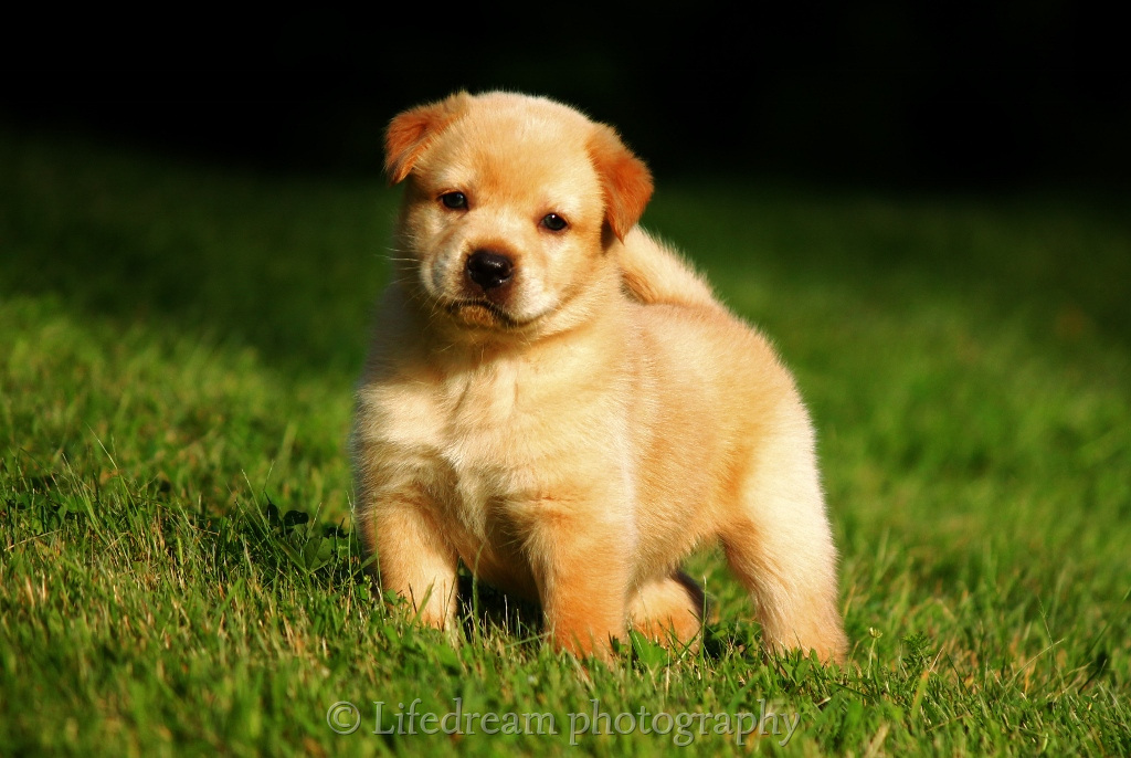 Ystäväni 9 viikkoinen koiranepentu. 