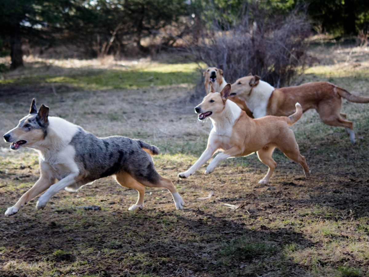 Mitä genetiikka kertoo meille collien ja muiden rotujen&nbsp;historiasta?