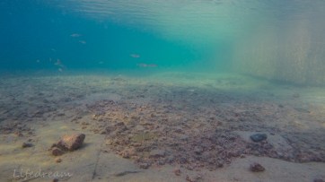 DCIM100GOPROGOPR1147.