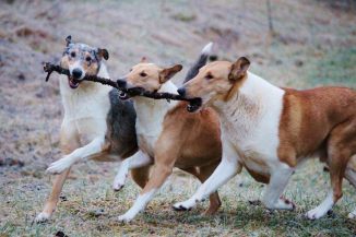 12374888_1033657426654595_6166476291137502807_o