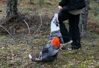 1377605_743476859005988_6131921342097584369_n