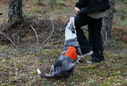 1377605_743476859005988_6131921342097584369_n