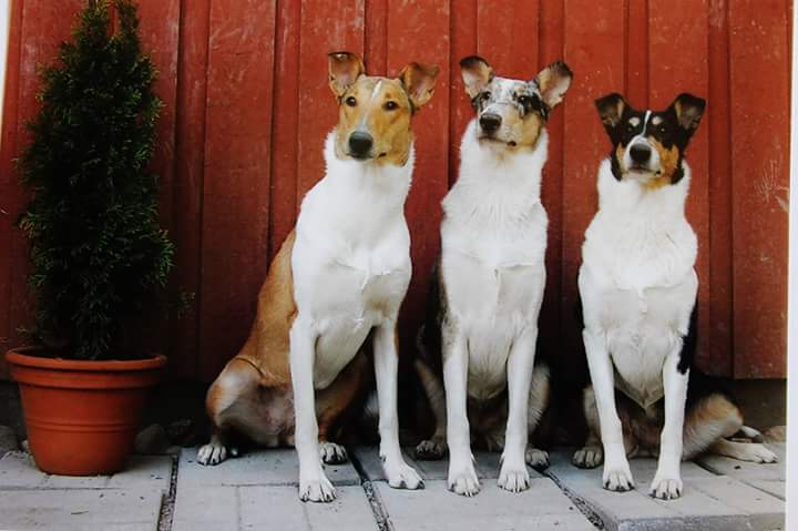 FB_IMG_1520181464658