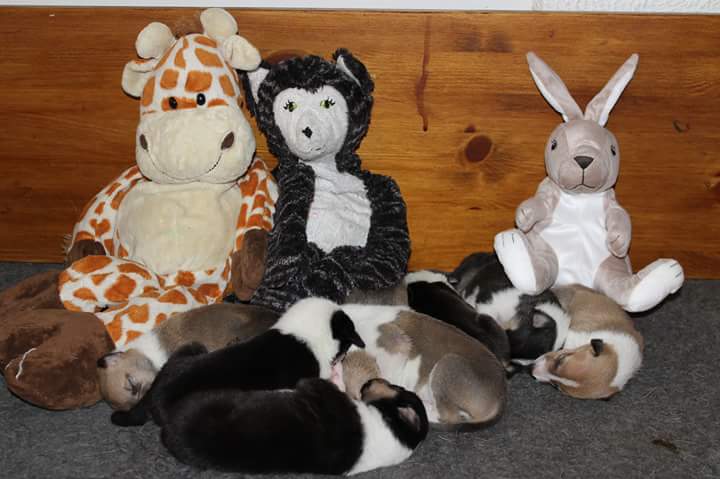 FB_IMG_1520359480458