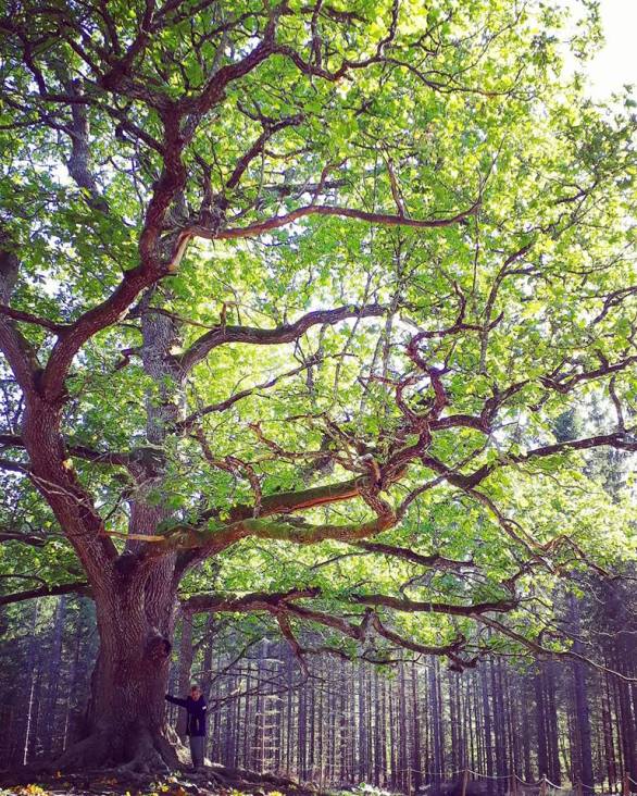 42354097_1997127263911774_5385351431077232640_n