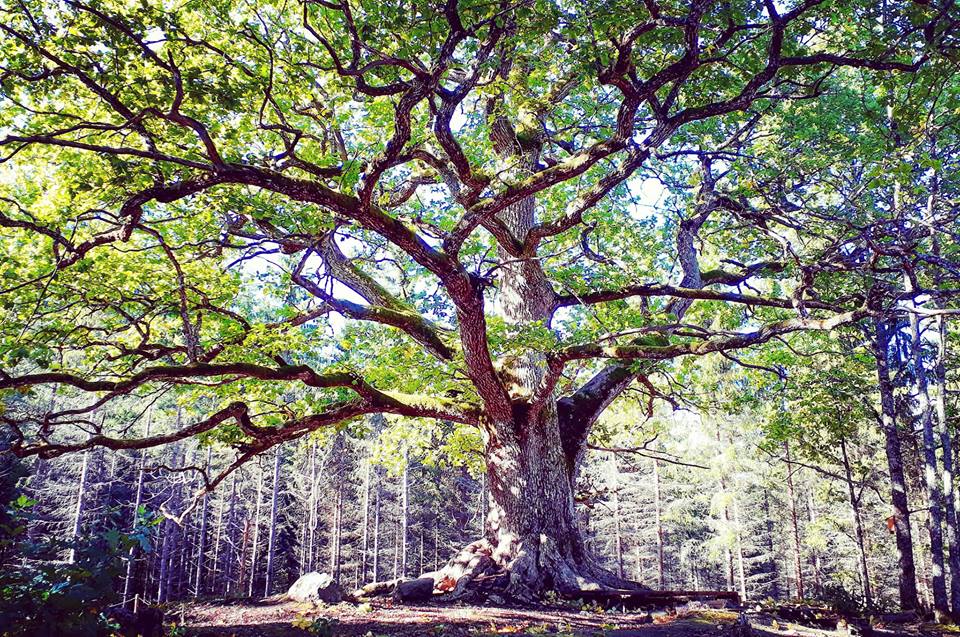 Paavolan jykevä tammi