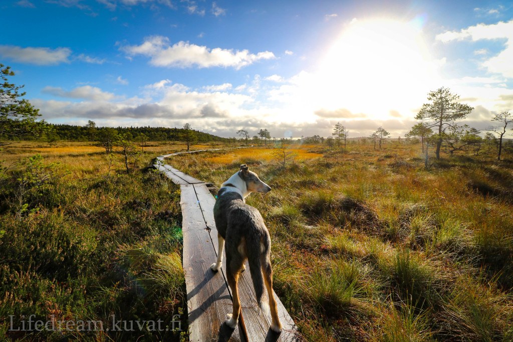 Aamiaisella Torronsuolla