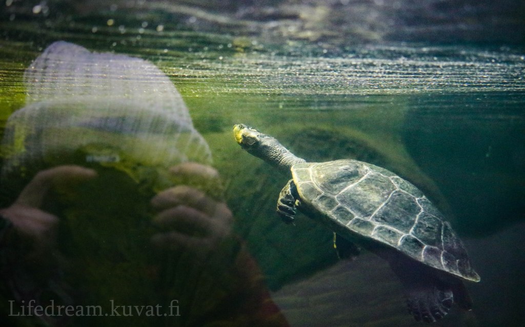 Valokuvausta Korkeasaaressa