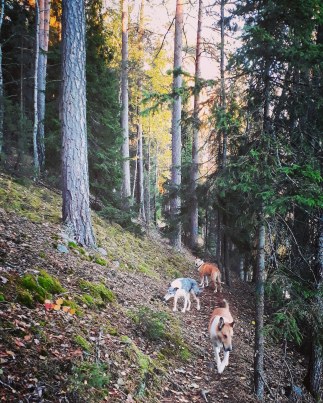 IMG_20181010_205102_598