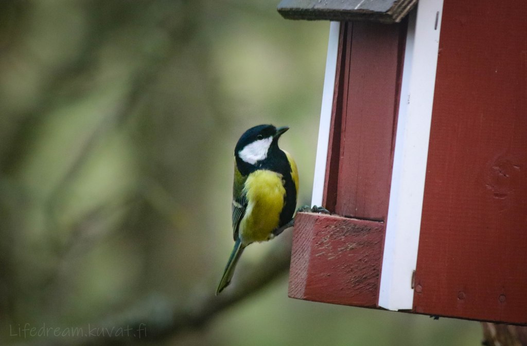 Lintupongari iskee jälleen: talviruokinnan&nbsp;ihmeitä!