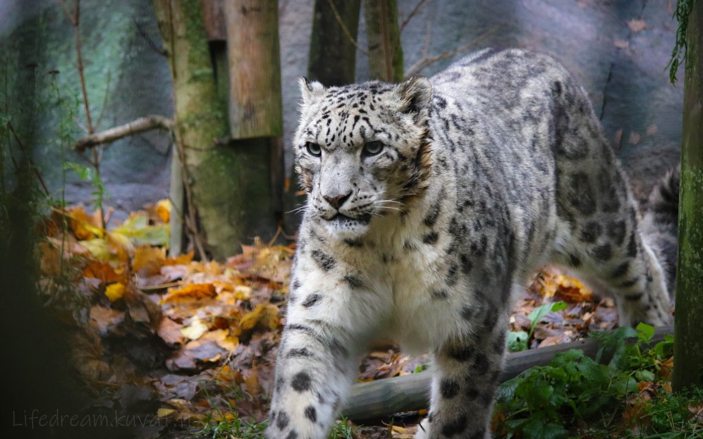 Himalajan valkoinen aave