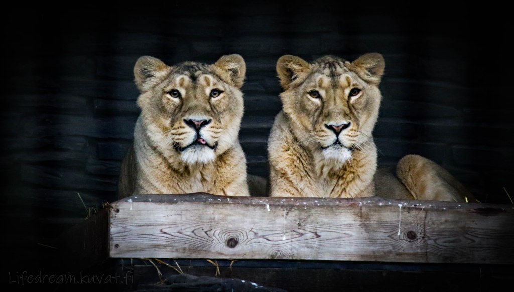 Talviretkeilykohteena Korkeasaari