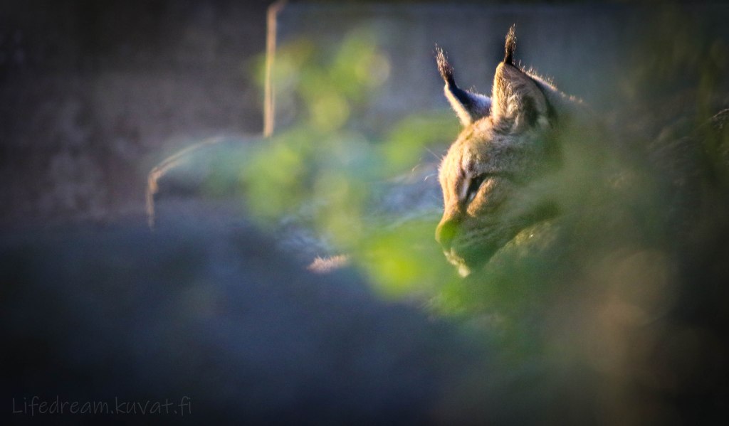 Metsiemme arka kissapeto