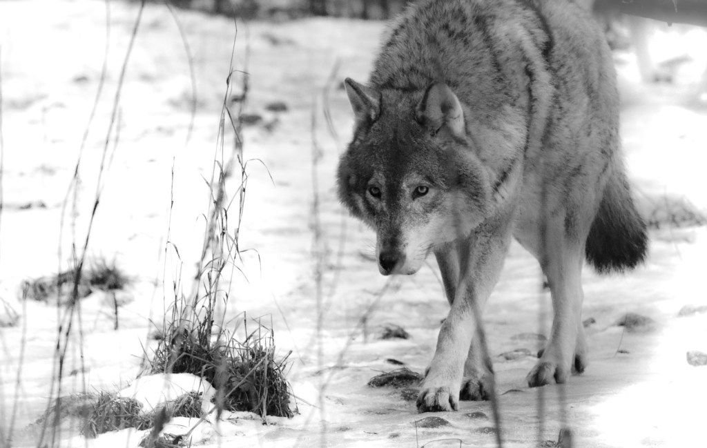 Valokuvausreissu Ähtäriin