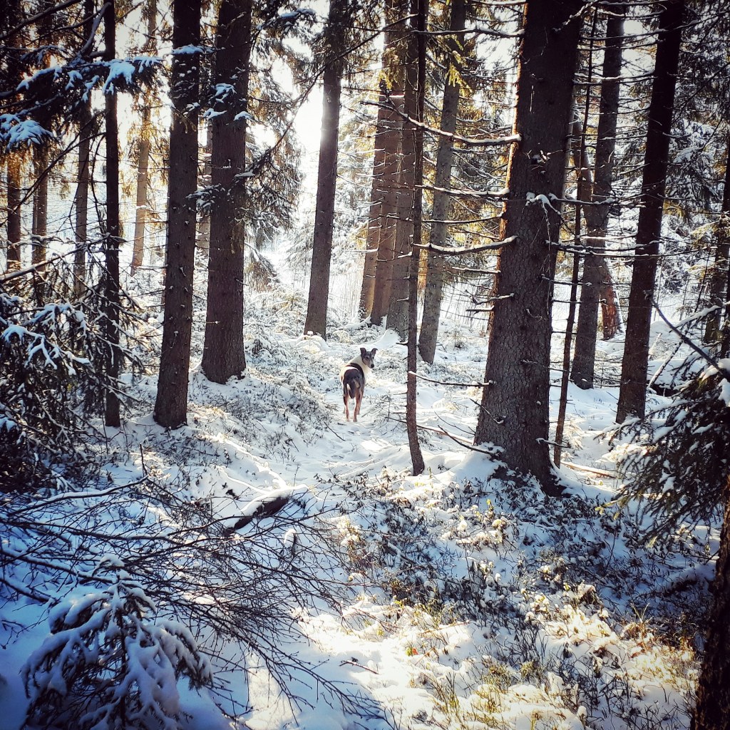 Elämää maalla: luontokuplassa
