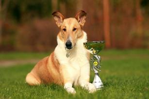 11258040_895505140516448_7301589130865305411_n