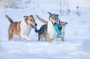 fb_img_1547329059007