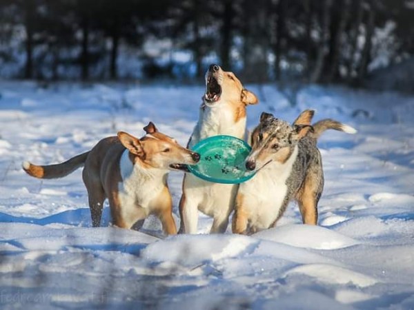 Koirien sosiaalista elämää