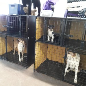 IMG_20190326_062954_919