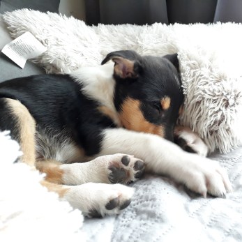 IMG_20190326_063222_119