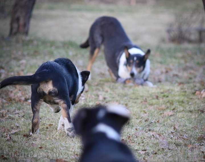 Piikun pentublogi: sosiaalistamisen kultakausi&nbsp;3kk