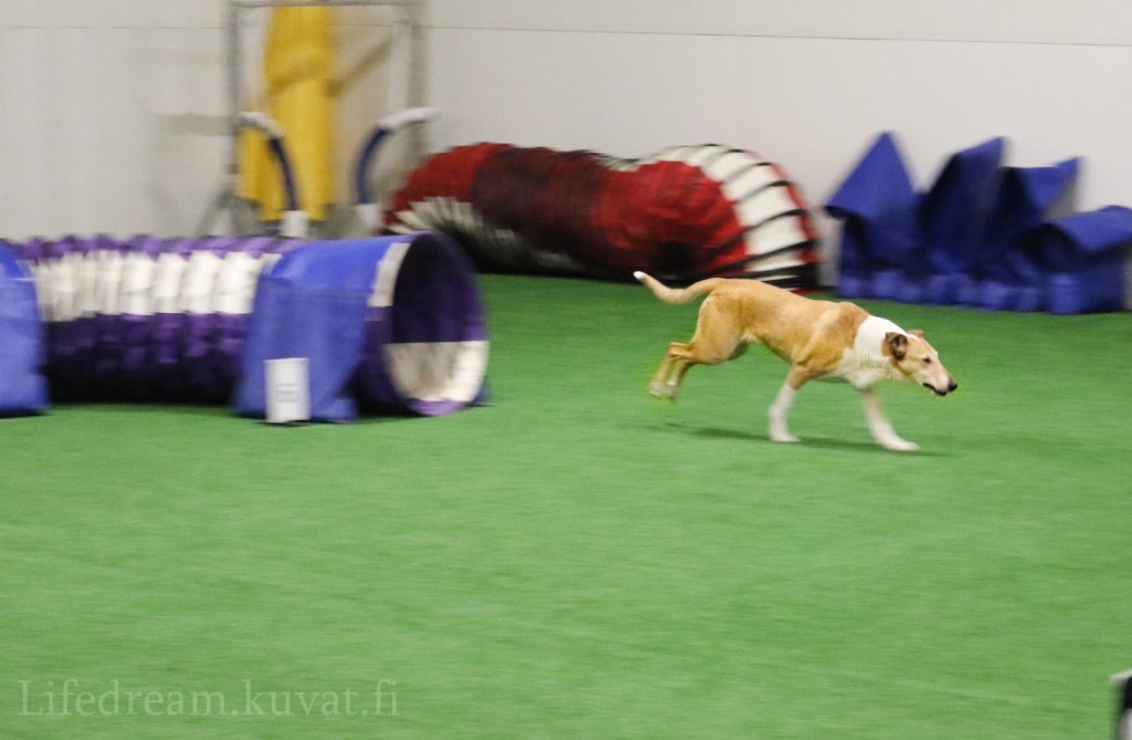 Koiratouhuja kevät 2019