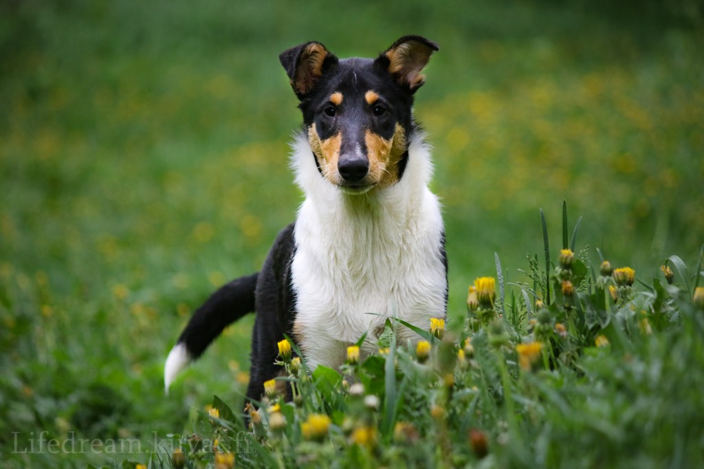 Piikulaisen pentublogi: perustreeniä&nbsp;4kk
