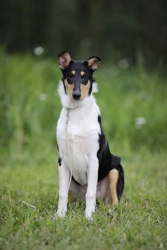 66453883_2471819796171677_5217190340313743360_n