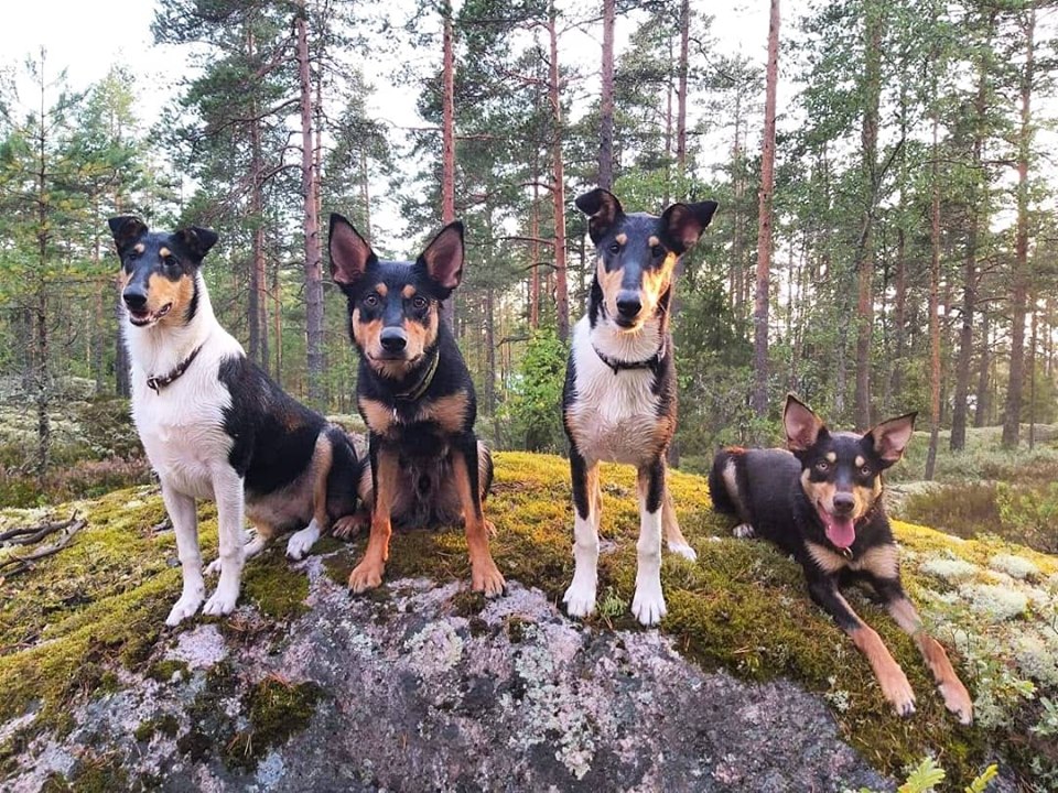 Hakupentukurssilaiset :)