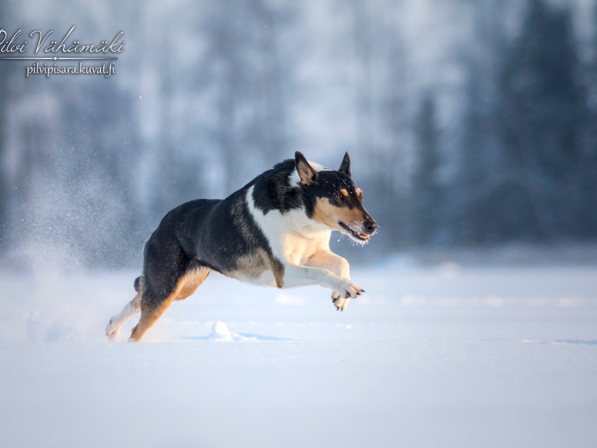 Hupille upeat tulokset&nbsp;Rallitokossa!