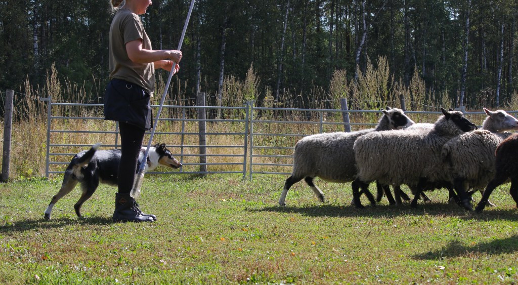 Paimentyttö Piiku Pikkarainen