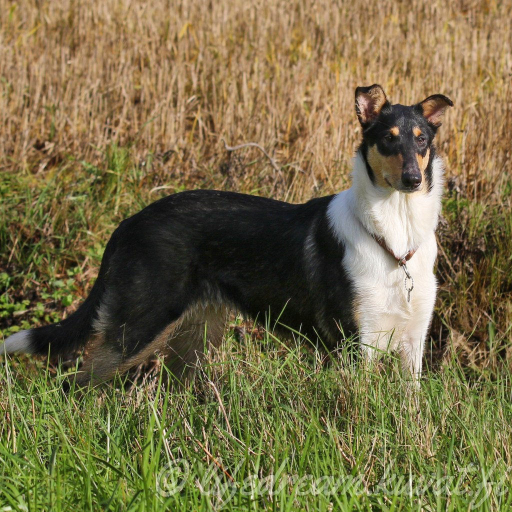 Vuoden viimeiset hakutreenit&nbsp;(videoita)