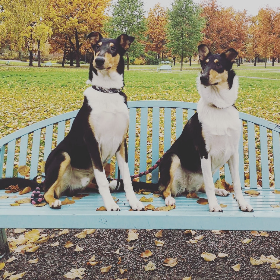 Piikulaisen pentublogi: nuoruusikä&nbsp;alkaa!