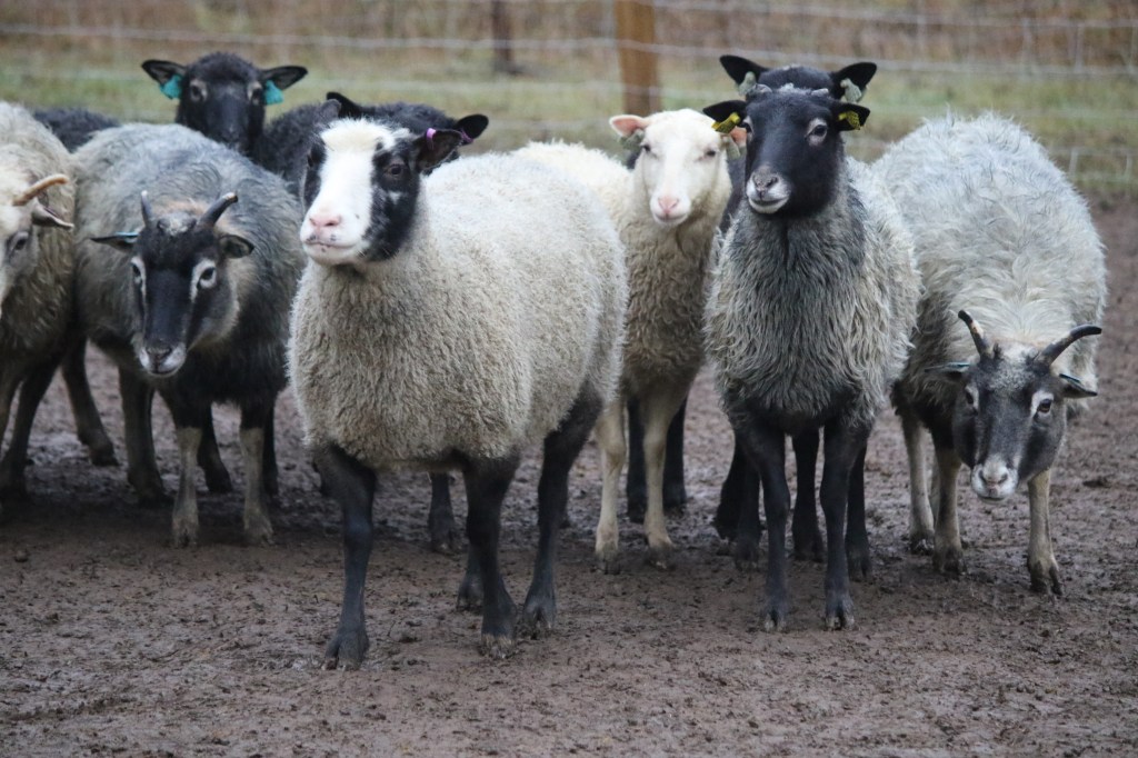Paimentamassa joulukuussa (ja vähän&nbsp;agsaa)