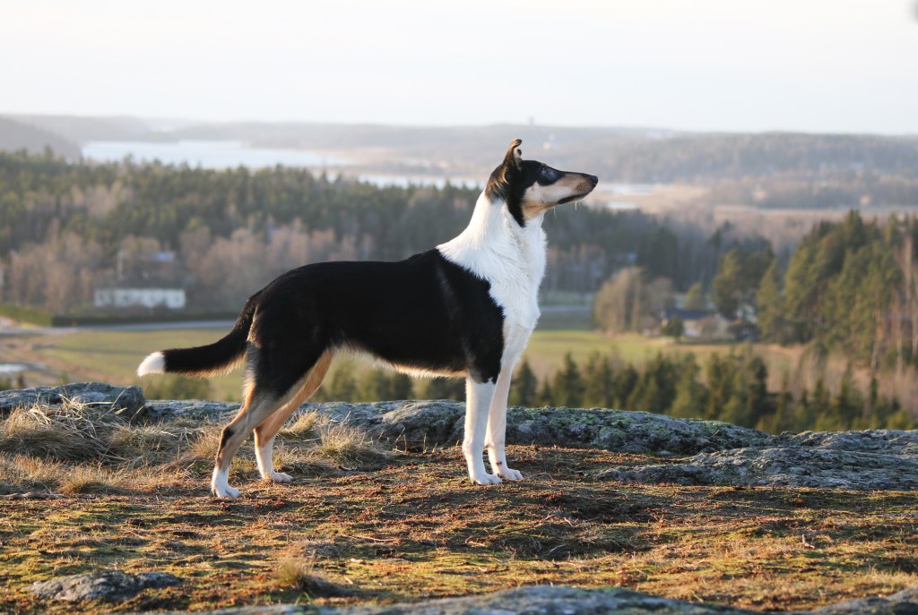 Oppimisen juhlaa! Piiku&nbsp;1v.
