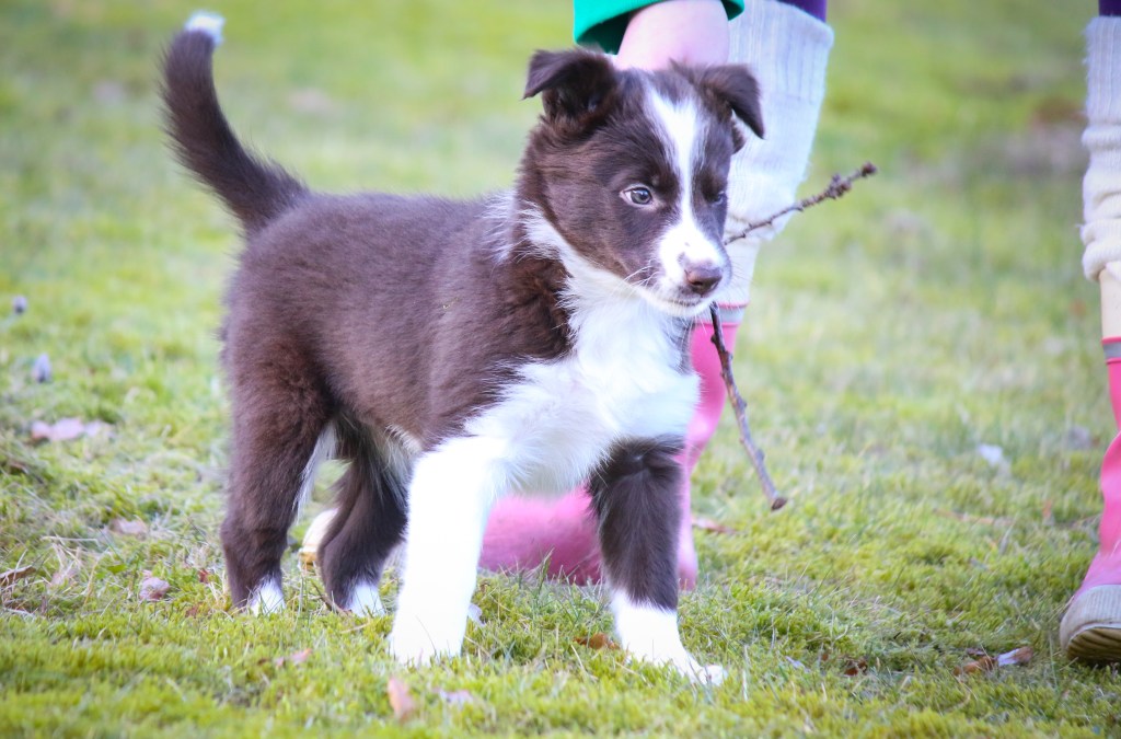 Pentuelämää koronaevakossa