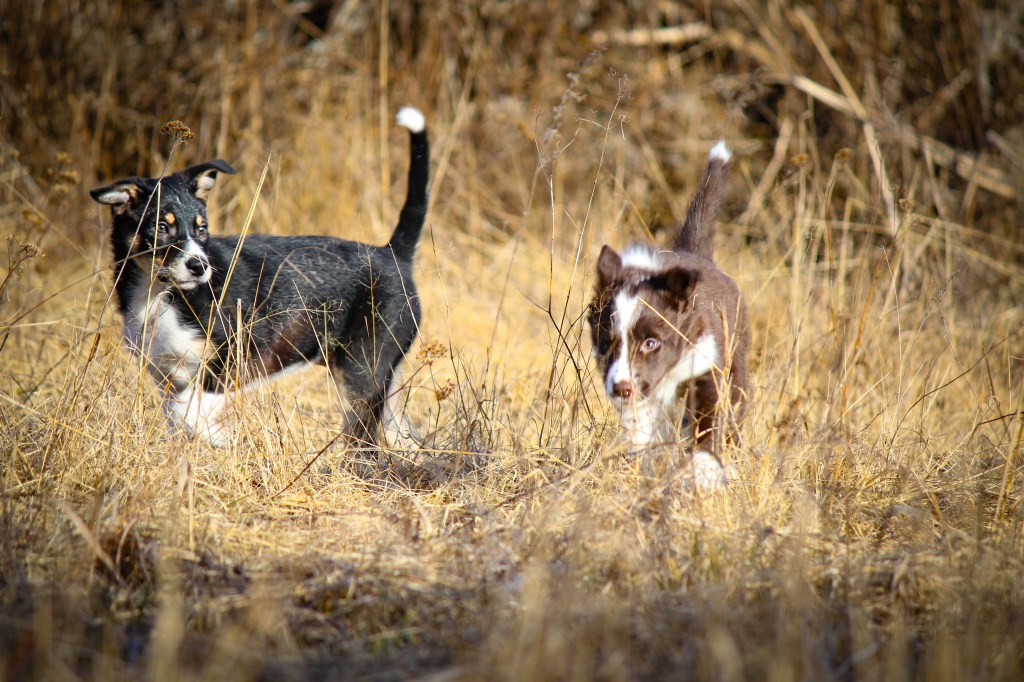 Tunnelmia koiraexposta