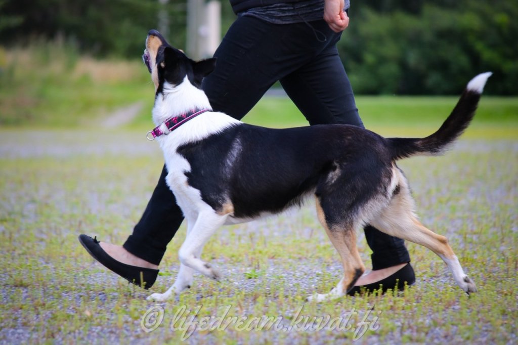 Lisää jauhot – Osa 2: Tokoiluja&nbsp;kesällä