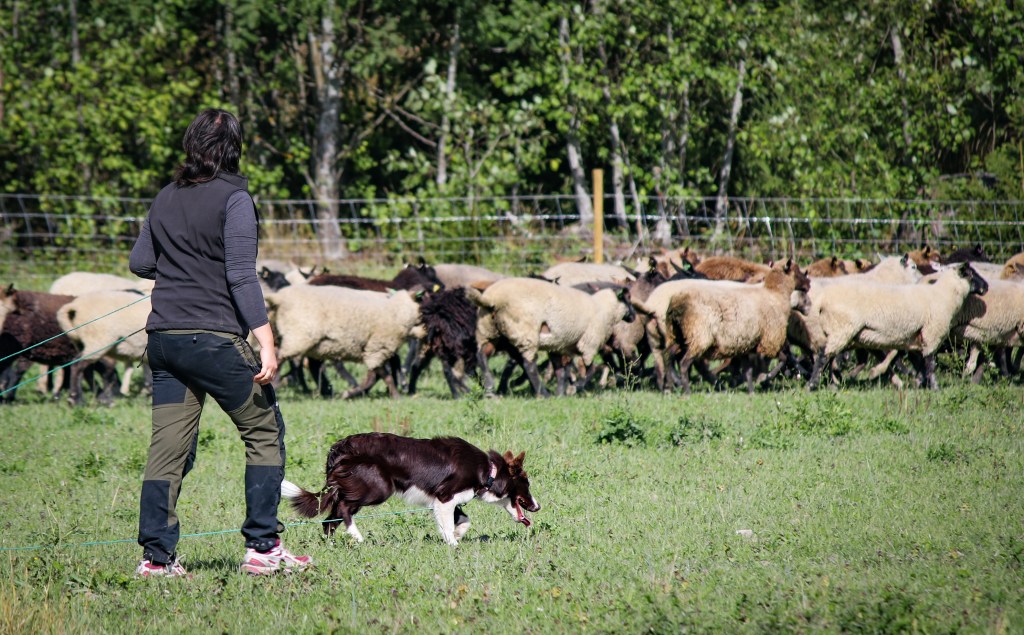 Vatvo taikinaa – osa 3: paimennusta&nbsp;kesällä