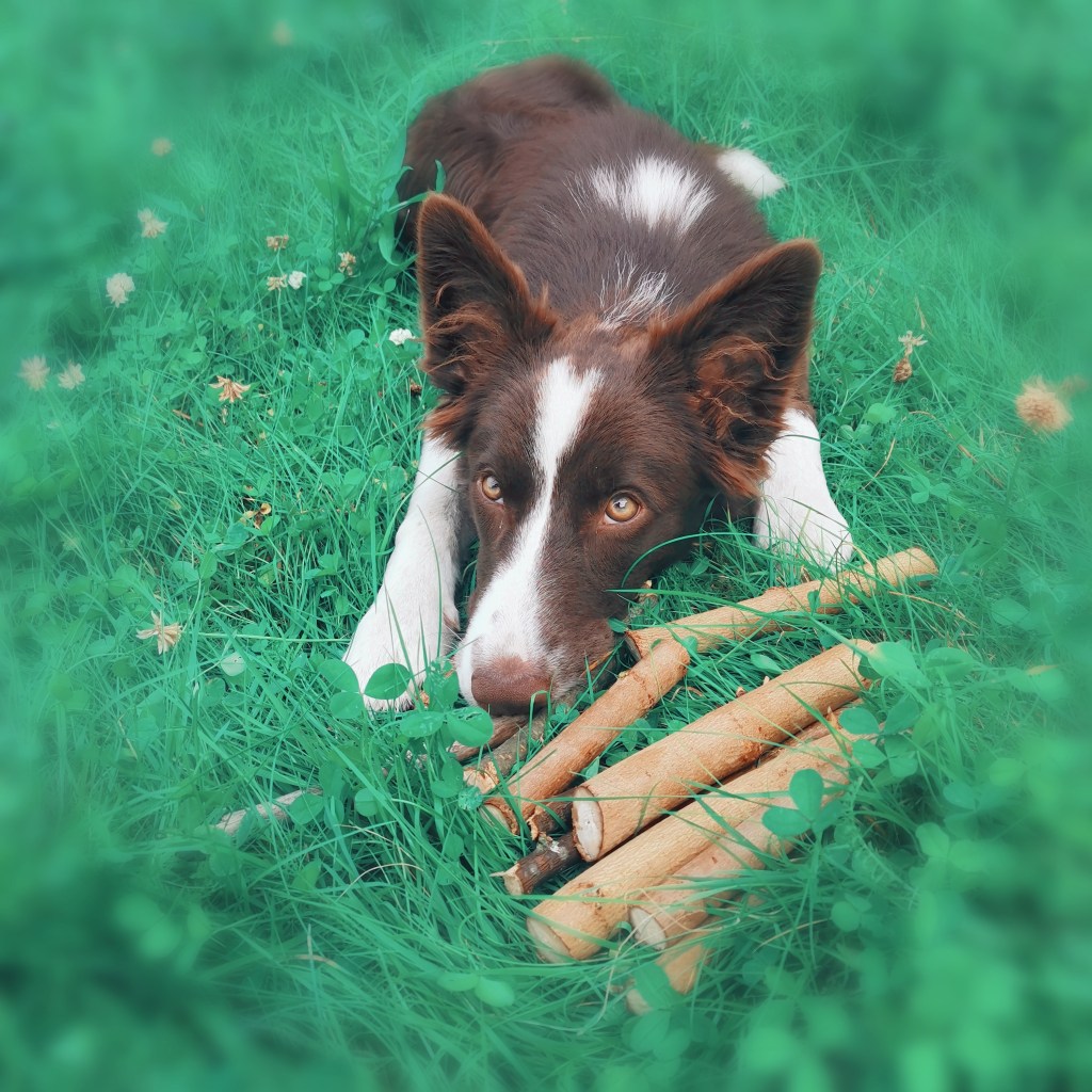 Osa 4: rusinat eli Pk-lajit, (haku ja metsäjälki) ja vepe