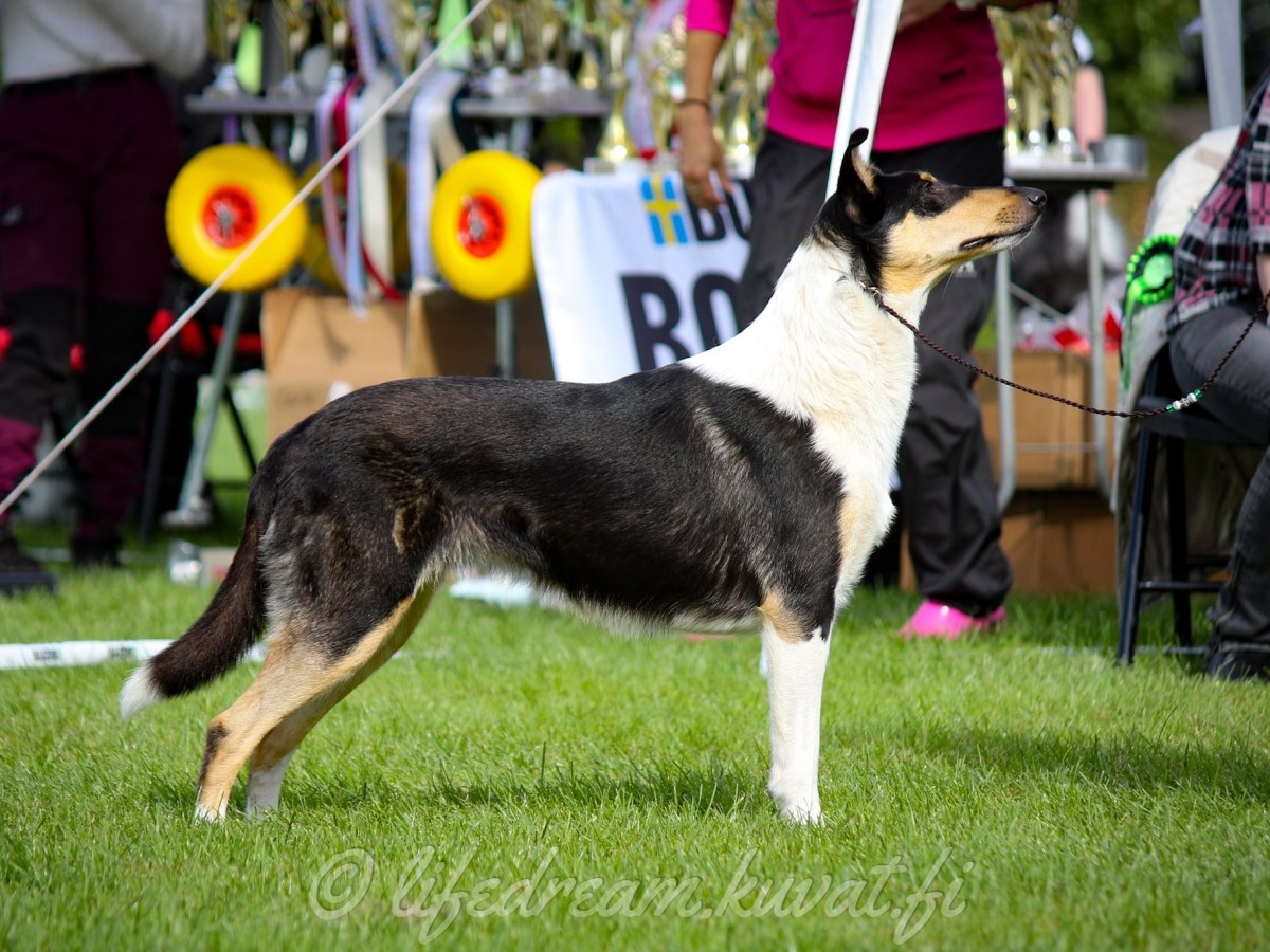 Sivuerikoisnäyttely 2022