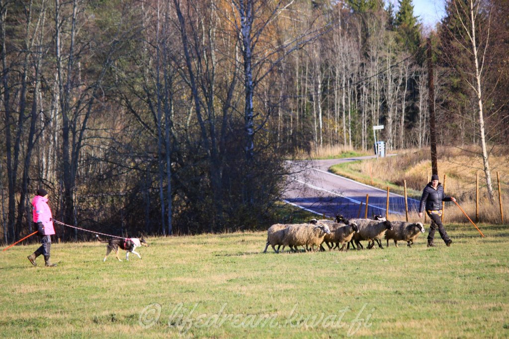 Vuoden viimeiset paimennukset ja tavoitteet&nbsp;2022